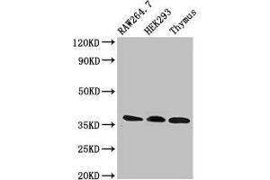 Western Blot Positive WB detected in: RAW264.