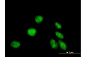 Immunofluorescence of purified MaxPab antibody to EDF1 on HeLa cell. (EDF1 抗体  (AA 1-148))