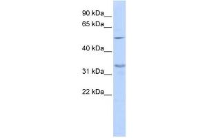 Western Blotting (WB) image for anti-Zinc Finger Protein 765 (ZNF765) antibody (ABIN2459414) (ZNF765 抗体)