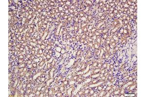 Formalin-fixed and paraffin embedded rat kidney labeled with Rabbit Anti-BCAT1 Polyclonal Antibody, Unconjugated  at 1:200 followed by conjugation to the secondary antibody and DAB staining (BCAT1 抗体  (AA 321-386))