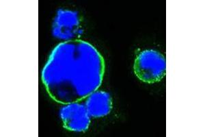 Figure 1: Confocal immunofluorescence analysis of HEK293 cells trasfected with full-length ISL1-hIgGFc using ISL1 mouse mAb (green) . (ISL1 抗体)