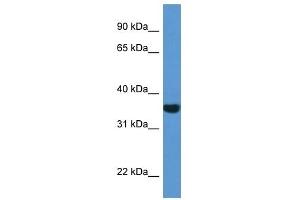 Western Blot showing NQO1 antibody used at a concentration of 1 ug/ml against 721_B Cell Lysate (NQO1 抗体  (C-Term))