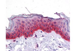 Immunohistochemistry (IHC) image for anti-Bone Morphogenetic Protein 7 (BMP7) (N-Term) antibody (ABIN2779568) (BMP7 抗体  (N-Term))