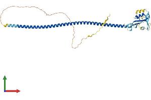 AlphaFold protein structure predicition of Human Recombinant CD72 Protein, UniprotID P21854 (CD72 Protein (AA 1-359) (His tag))