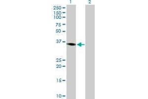Western Blot analysis of PRKY expression in transfected 293T cell line by PRKY MaxPab polyclonal antibody. (PRKY 抗体  (AA 1-277))