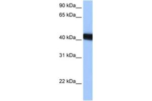 Western Blotting (WB) image for anti-LOC653428 (LOC653428) antibody (ABIN2463401) (LOC653428 抗体)