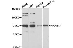 Western blot analysis of extracts of various cell lines, using MAN1C1 antibody (ABIN6292826) at 1:3000 dilution. (MAN1C1 抗体)
