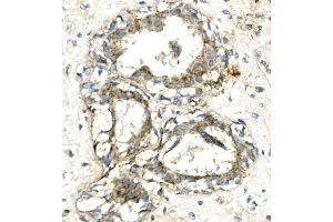 IHC analysis of VPS4A using anti-VPS4A antibody (ABIN7599531).