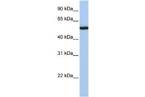 Western Blotting (WB) image for anti-FLJ90709 antibody (ABIN2459649) (FLJ90709 抗体)