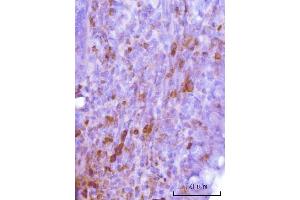 IHC analysis of Cdk2 using anti-Cdk2 antibody (ABIN7602523).