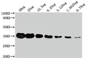 Western Blot Positive WB detected in: Flag Tag fusion protein at 50 ng, 25 ng, 12. (DYKDDDDK Tag 抗体)