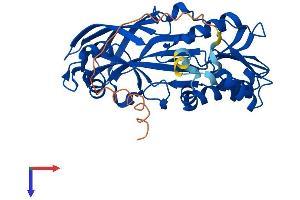 PRMT1 Protein (AA 1-371) (His tag)