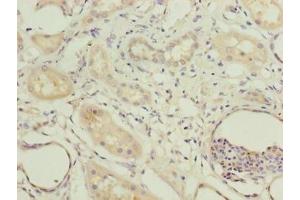 Immunohistochemistry of paraffin-embedded human kidney tissue using ABIN7148556 at dilution of 1:100 (COBLL1 抗体  (AA 1-106))