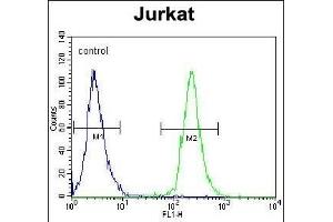 anti-POTE Ankyrin Domain Family, Member B (POTEB) (AA 381-410), (C-Term) antibody