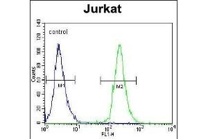 POTEB Antibody (C-term) (ABIN653990 and ABIN2843930) flow cytometric analysis of Jurkat cells (right histogram) compared to a negative control cell (left histogram). (POTEB 抗体  (C-Term))