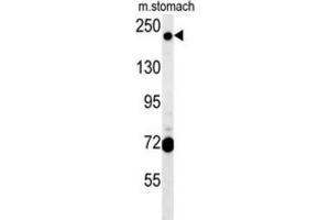 Western Blotting (WB) image for anti-GRIP and Coiled-Coil Domain Containing 2 (GCC2) antibody (ABIN2995563) (GCC2 抗体)