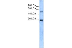 Western Blotting (WB) image for anti-Carbonic Anhydrase VIII (CA8) antibody (ABIN2462539) (CA8 抗体)
