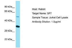 SP7 抗体  (C-Term)