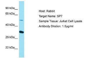Host:  Rabbit  Target Name:  SP7  Sample Type:  Jurkat Whole Cell lysates  Antibody Dilution:  1.