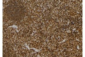 ABIN6276522 at 1/100 staining Mouse spleen tissue by IHC-P. (APEX1 抗体  (N-Term))