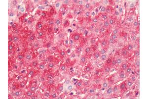 Immunohistochemistry (IHC) image for anti-Histamine Receptor H4 (HRH4) (C-Term) antibody (ABIN1048965)