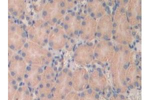 Detection of LAMa4 in Mouse Kidney Tissue using Polyclonal Antibody to Laminin Alpha 4 (LAMa4) (LAMa4 抗体  (AA 457-630))