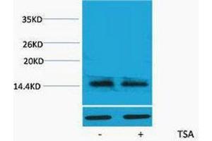 Western Blotting (WB) image for anti-H2A Histone Family, Member X (H2AFX) (acLys5) antibody (ABIN3178840) (H2AFX 抗体  (acLys5))