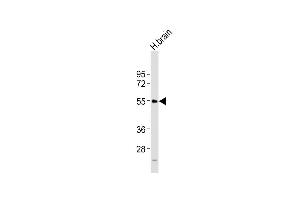 Anti-NPY5R Antibody (Center) at 1:2000 dilution + H. (NPY5R 抗体  (AA 305-341))
