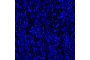 Immunofluorescence (IF) image for anti-Neurotrophic tyrosine Kinase, Receptor, Type 3 (NTRK3) (Extracellular Domain) antibody (ABIN351085)