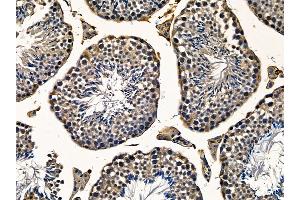 C16orf62 Antibody at 1/100 staining mouse testis tissue by IHC-P. (C16orf62 抗体)