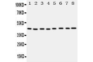Lane 8: JURKAT Cell Lysate (PGK1 抗体  (Middle Region))