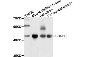 Western blot analysis of extracts of various cells, using CHRNE antibody. (CHRNE 抗体)