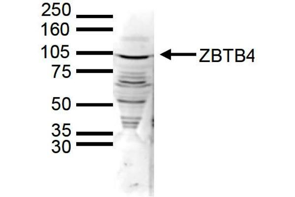 ZBTB4 抗体