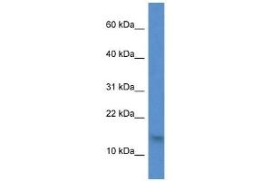 Western Blot showing H2AFZ antibody used at a concentration of 1 ug/ml against 721_B Cell Lysate (H2AFZ 抗体  (N-Term))