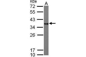 WB Image Sample (50 ug of whole cell lysate) A: mouse brain 12% SDS PAGE antibody diluted at 1:10000 (NAPA 抗体  (Center))