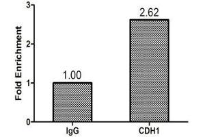 Chromatin Immunoprecipitation Hela (1. (CHD1 抗体  (AA 1501-1710))