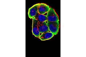 Immunofluorescence analysis of Hela cells using CHRNA3 mouse mAb (green).