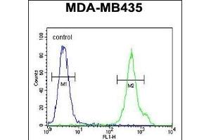 CD1E Antibody (Center) (ABIN653900 and ABIN2843142) flow cytometric analysis of MDA-M cells (right histogram) compared to a negative control cell (left histogram). (CD1e 抗体  (AA 184-212))