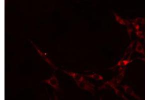 ABIN6274605 staining RAW264. (Cadherin 8 抗体  (Internal Region))