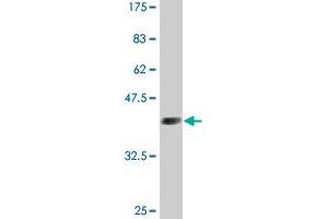 Western Blot detection against Immunogen (36. (GATA2 抗体  (AA 1-102))