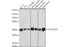 Western blot analysis of extracts of various cell lines, using GST3/GSTP1 antibody (ABIN7267448) at 1:1000 dilution. (GSTP1 抗体)