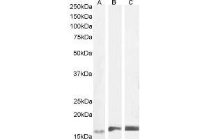(ABIN184738) (1 μg/mL) staining of Human Frontal Cortex (A), Mouse (B) and Rat (C) Brain lysates (35 μg protein in RIPA buffer) Detected by chemiluminescence.