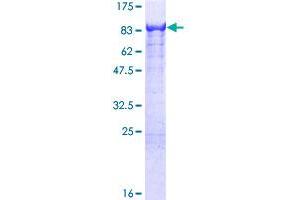 KLC4 Protein (AA 1-619) (GST tag)