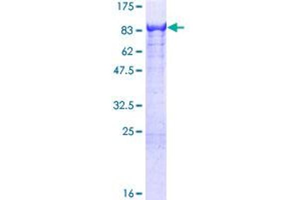 KLC4 Protein (AA 1-619) (GST tag)
