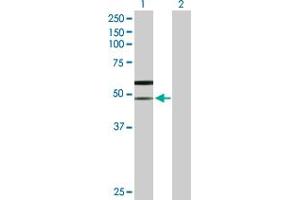 Western Blot analysis of SLC38A3 expression in transfected 293T cell line by SLC38A3 MaxPab polyclonal antibody.