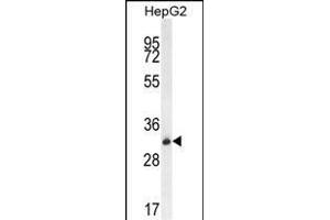 OR4K5 Antibody (C-term) (ABIN655937 and ABIN2845329) western blot analysis in HepG2 cell line lysates (35 μg/lane). (OR4K5 抗体  (C-Term))
