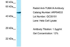 Western Blotting (WB) image for anti-Tubulin, alpha 1a (Tuba1a) (C-Term) antibody (ABIN2789867)