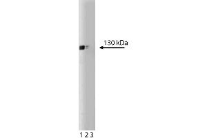 Western blot analysis of iNOS/NOS Type II on a cell lysate from mouse macrophages (RAW 264. (NOS2 抗体  (AA 772-787))