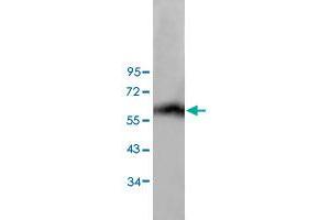 Western blot analysis of human lung tissue lysate with ANGPT4 polyclonal antibody  at 1:200 dilution. (Angiopoietin 4 抗体)