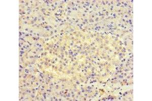 Immunohistochemistry of paraffin-embedded human pancreatic tissue using ABIN7157934 at dilution of 1:100 (AVL9 抗体  (AA 162-432))